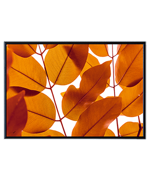 BRANCHES AND LEAVES_06